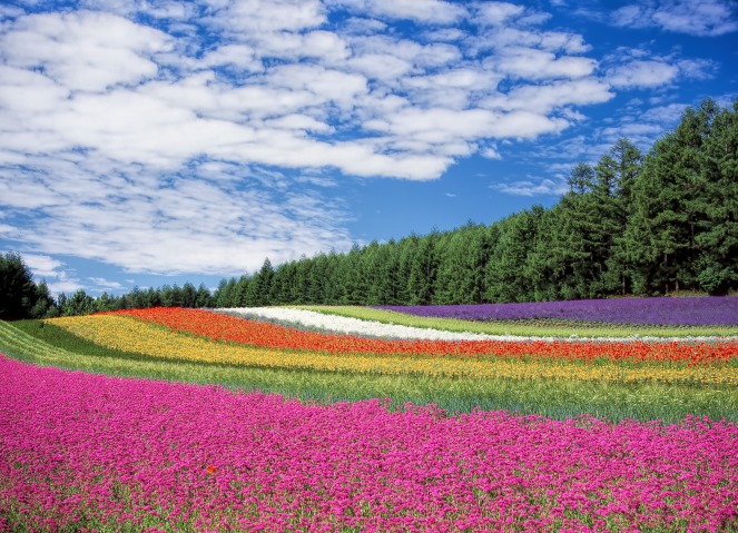flower-garden-blue-sky-hokkaido-japan-60628